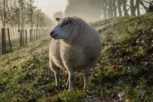 A sheep in an orchard at dawn