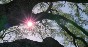 Light through tree