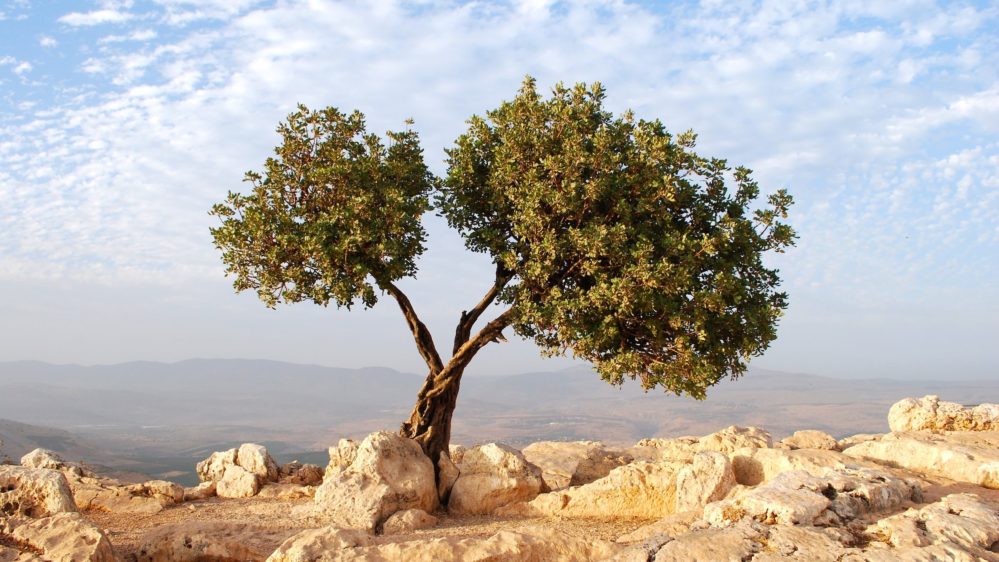 israel-tree