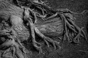 Twisted tree roots